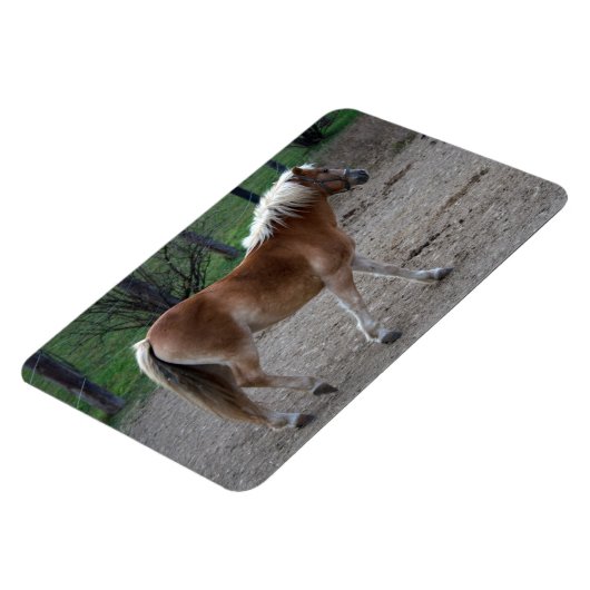 Magnet Flexible Beau Haflinger (Côté Gauche)
