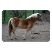 Magnet Flexible Beau Haflinger (Horizontal)