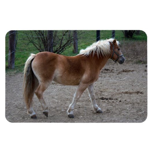 Magnet Flexible Beau Haflinger (Horizontal)