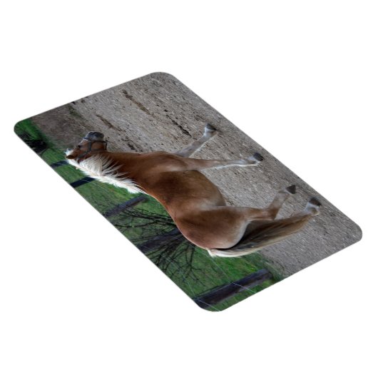 Magnet Flexible Beau Haflinger (Côté Droit)
