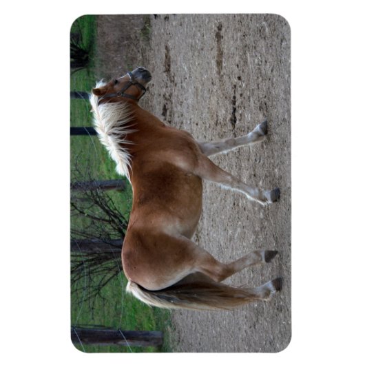 Magnet Flexible Beau Haflinger (Vertical)