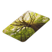 Magnet Flexible Beau Hêtre (Côté Gauche)