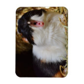 Magnet Flexible Beau Jawning de cochon de Guinée de couleur Tri (Vertical)