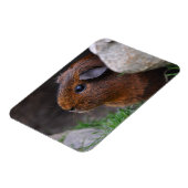 Magnet Flexible Beau, Lisse, Or Agouti Guinée Pig (Côté Gauche)