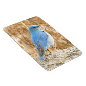 Magnet Flexible Beau oiseau bleu de montagne sur un carnet de plag (Côté Droit)