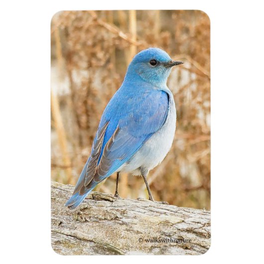 Magnet Flexible Beau oiseau bleu de montagne sur un carnet de plag (Vertical)