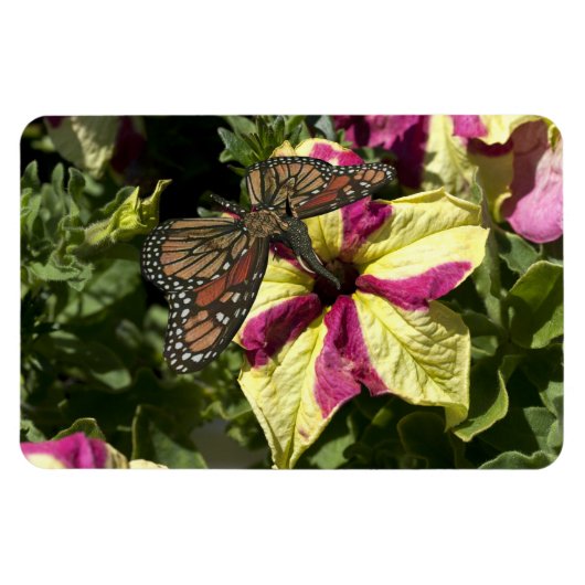 Magnet Flexible Beau papillon éléphant (Horizontal)