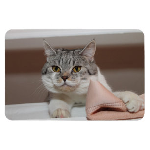 Magnet Flexible Beau Tomcat de Shorthair britannique