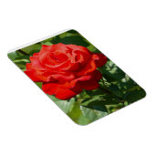 Magnet Flexible Beauté de rose (Côté Droit)