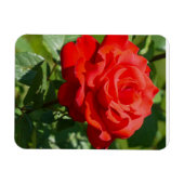 Magnet Flexible Beauté de rose (Horizontal)