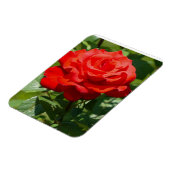Magnet Flexible Beauté de rose (Côté Gauche)
