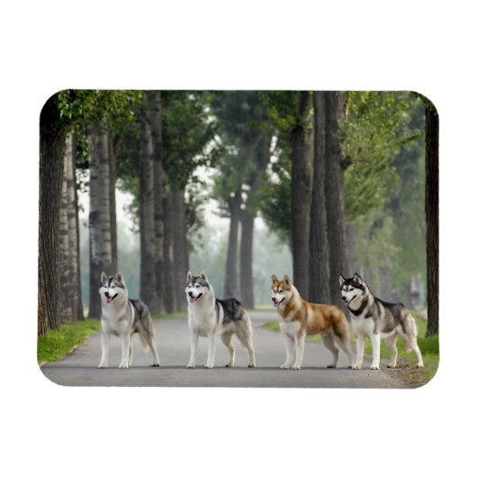 Magnet Flexible Beautiful Husky Dogs on Nature Trail (Horizontal)