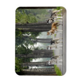 Magnet Flexible Beautiful Husky Dogs on Nature Trail (Vertical)