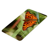 Magnet Flexible Beautiful Orange Satyr Comma Butterfly (Côté Gauche)