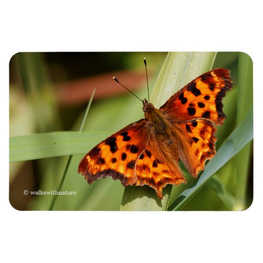 Magnet Flexible Beautiful Orange Satyr Comma Butterfly (Horizontal)