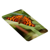 Magnet Flexible Beautiful Orange Satyr Comma Butterfly (Côté Droit)