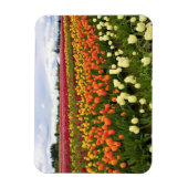 Magnet Flexible Beautiful Tulip Field (Vertical)