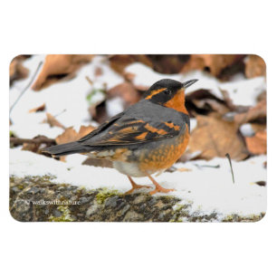 Magnet Flexible Beautiful Varied Thrush Songbird in the Snow