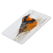 Magnet Flexible Beautiful Varied Thrush Songbird in the Snow (Côté Gauche)