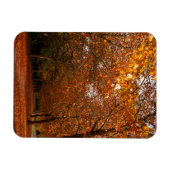 Magnet Flexible Beaux arbres d'automne (Horizontal)