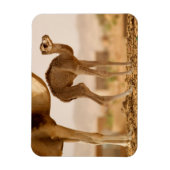 Magnet Flexible Bébé Camel (Vertical)