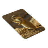 Magnet Flexible Bébé chien de prairie mangeant, Arizona (Côté Droit)