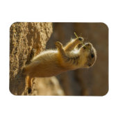 Magnet Flexible Bébé chien de prairie mangeant, Arizona (Horizontal)