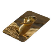 Magnet Flexible Bébé chien de prairie mangeant, Arizona (Côté Gauche)