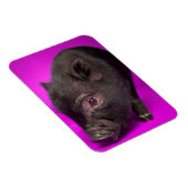 Magnet Flexible Bébé Cochon noir (Côté Droit)