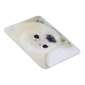 Magnet Flexible Bébé de phoque du Groenland sur la glace de la mer (Côté Droit)