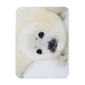 Magnet Flexible Bébé de phoque du Groenland sur la glace de la mer (Vertical)