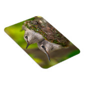 Magnet Flexible Bébé hummingbirds (Côté Droit)