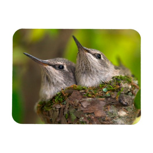 Magnet Flexible Bébé hummingbirds (Horizontal)