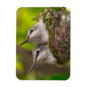 Magnet Flexible Bébé hummingbirds (Vertical)