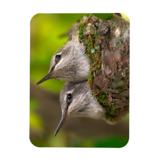 Magnet Flexible Bébé hummingbirds (Vertical)