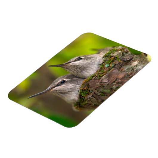 Magnet Flexible Bébé hummingbirds (Côté Gauche)