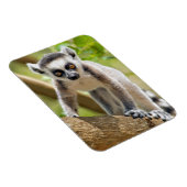 Magnet Flexible Bébé lémurien à queue annelée (Côté Droit)