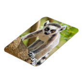 Magnet Flexible Bébé lémurien à queue annelée (Côté Gauche)