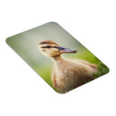 Magnet Flexible Bébé Mallard Ducking (Côté Droit)