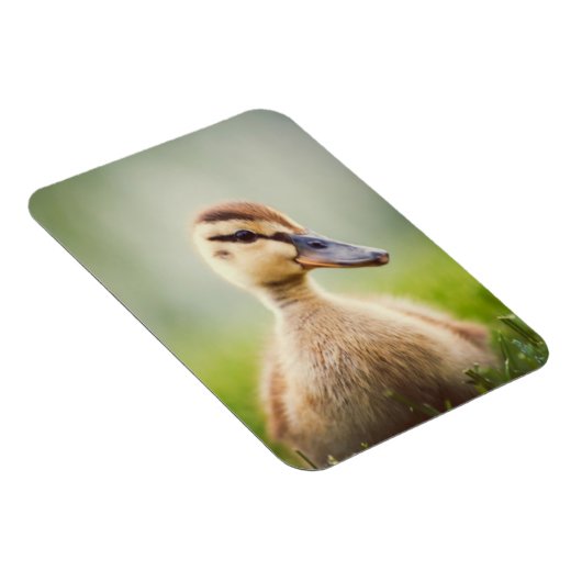 Magnet Flexible Bébé Mallard Ducking (Côté Droit)