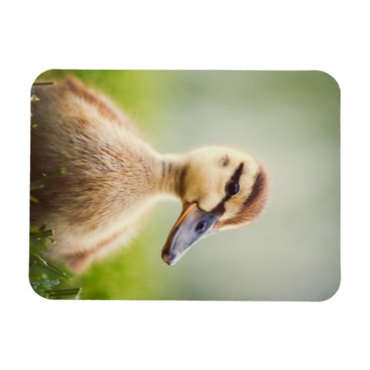 Magnet Flexible Bébé Mallard Ducking (Horizontal)
