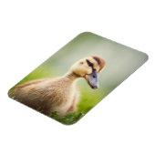 Magnet Flexible Bébé Mallard Ducking (Côté Gauche)