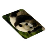 Magnet Flexible Bébé panda géant (Ailuropoda melanoleuca) (Côté Droit)