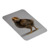 Magnet Flexible Bébé poulet (Côté Droit)