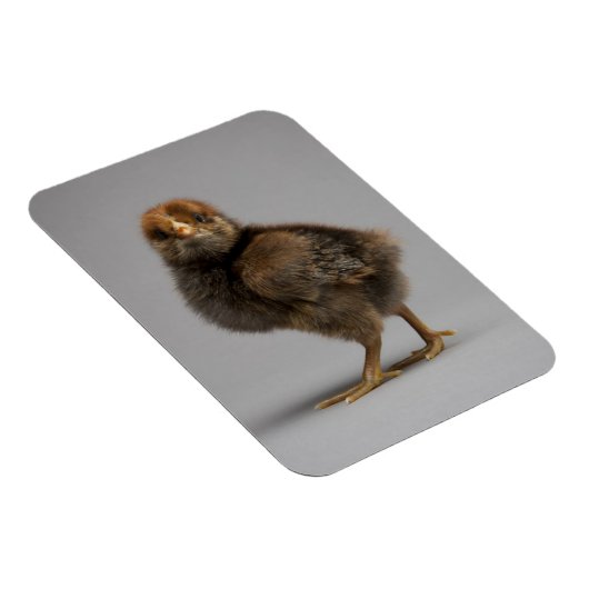 Magnet Flexible Bébé poulet (Côté Droit)
