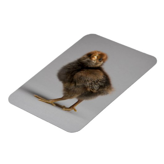 Magnet Flexible Bébé poulet (Côté Gauche)