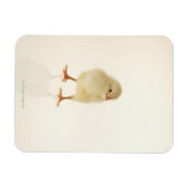 Magnet Flexible Bébé poulet (Horizontal)