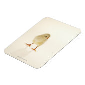 Magnet Flexible Bébé poulet (Côté Gauche)