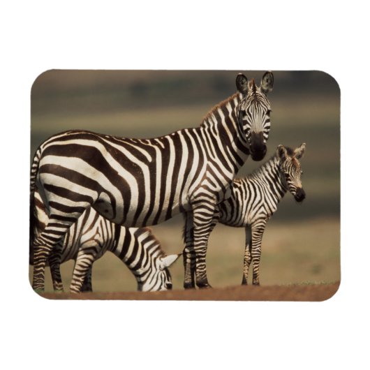 Magnet Flexible Bébé zèbre de Burchell avec sa mère (Horizontal)
