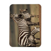 Magnet Flexible Bébé zèbre de Burchell avec sa mère (Vertical)